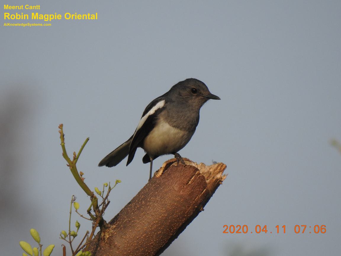 Magpie Robin (123) Coming Soon